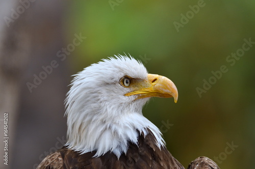 The Bald Eagle  Haliaeetus leucocephalus  portrait