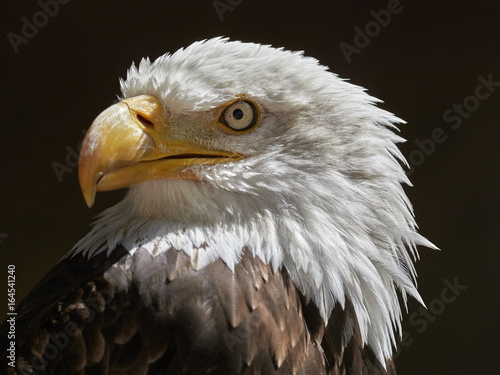 The Bald Eagle (Haliaeetus leucocephalus) portrait