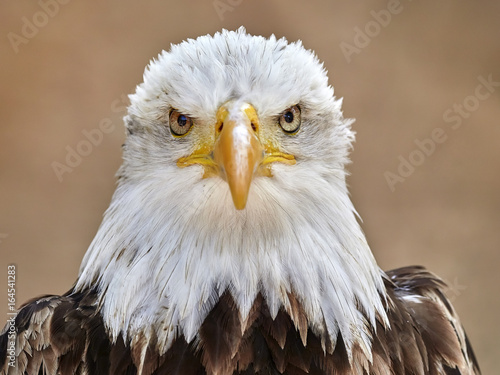 The Bald Eagle (Haliaeetus leucocephalus) portrait