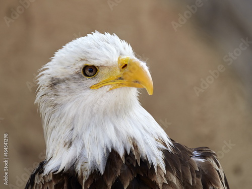 The Bald Eagle (Haliaeetus leucocephalus) portrait