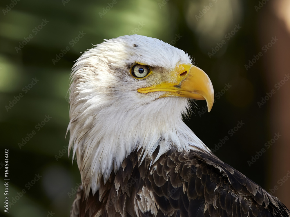 The Bald Eagle (Haliaeetus leucocephalus) portrait The Bald Eagle (Haliaeetus leucocephalus) portrait