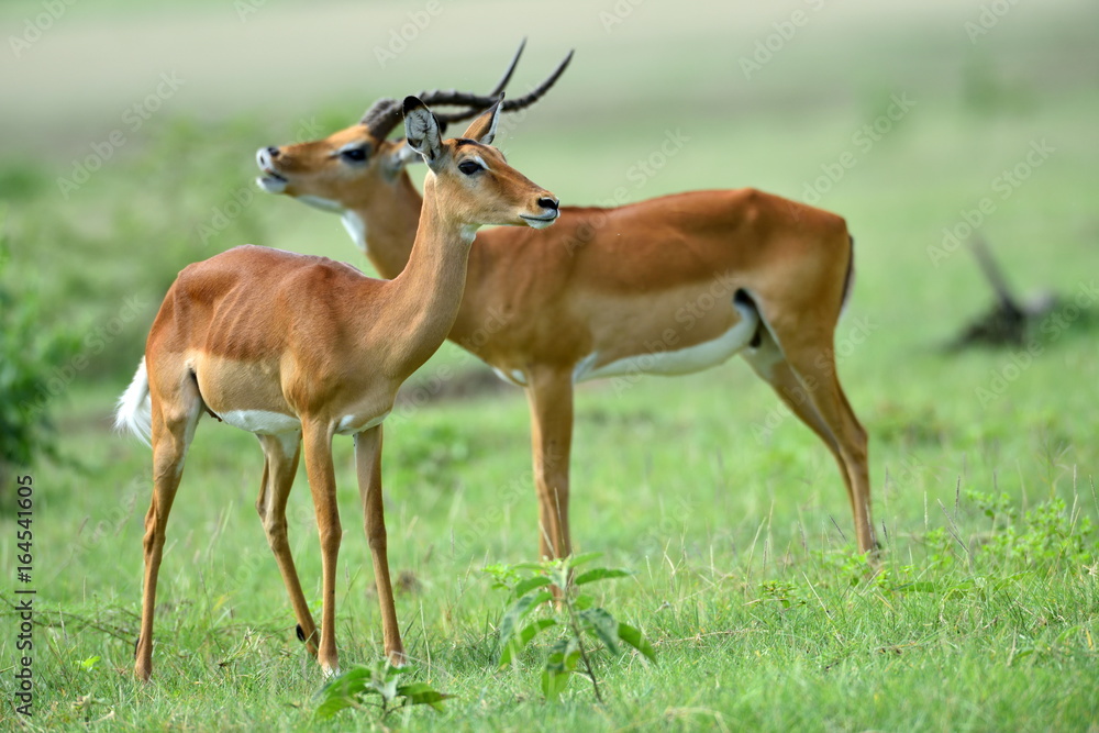 Impala (Aepyceros melampus) in African natural park Impala (Aepyceros melampus) in African natural park