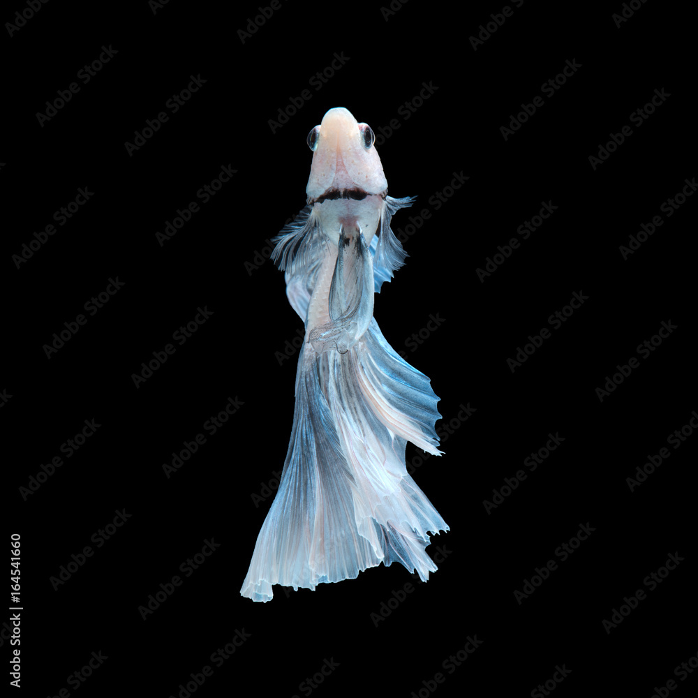 Blue betta fish Blue betta fish