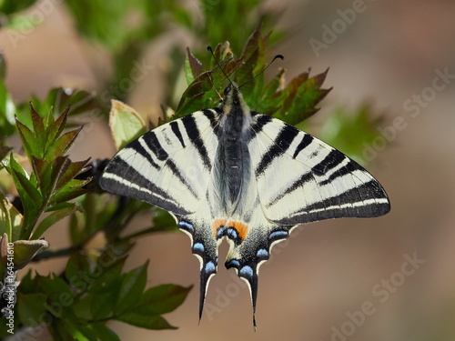 Scarce Swallowtail (Iphiclides podalirius) in natural habitat photo