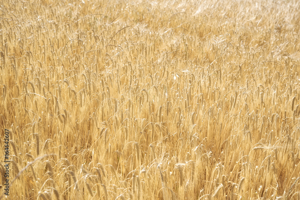 Yellow grain ready for harvest growing in a farm field, wheat background Yellow grain ready for harvest growing in a farm field, wheat background
