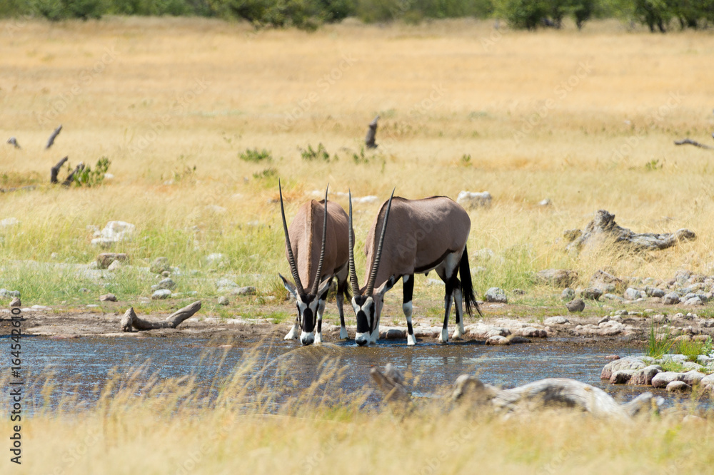 Oryx Oryx