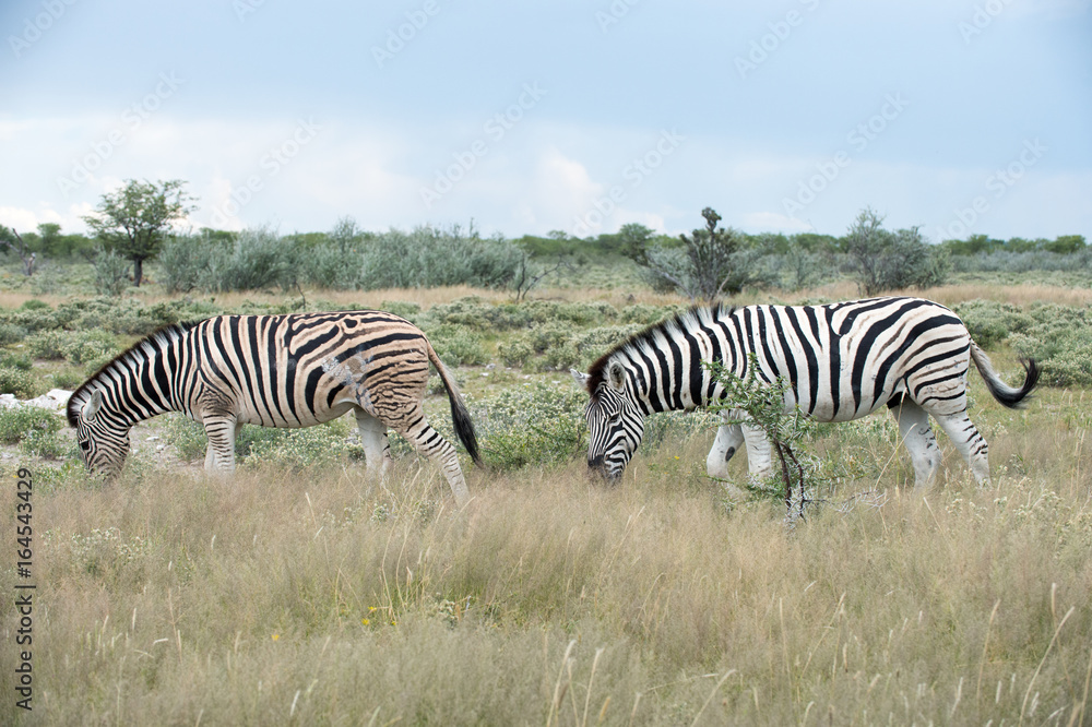 Obraz premium Burchell's (Plain's) zebra