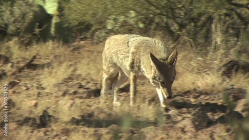Coyotes Walking Around The Desert 9