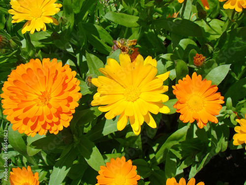 Wallpaper Mural Calendula close up Torontodigital.ca