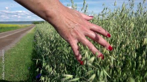 A woman brushing her hand in slow motion through a field of oat. photo