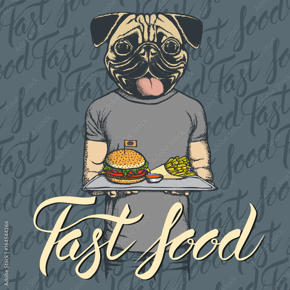 Fototapeta Vector Illustration of pug dog with burger and French fries