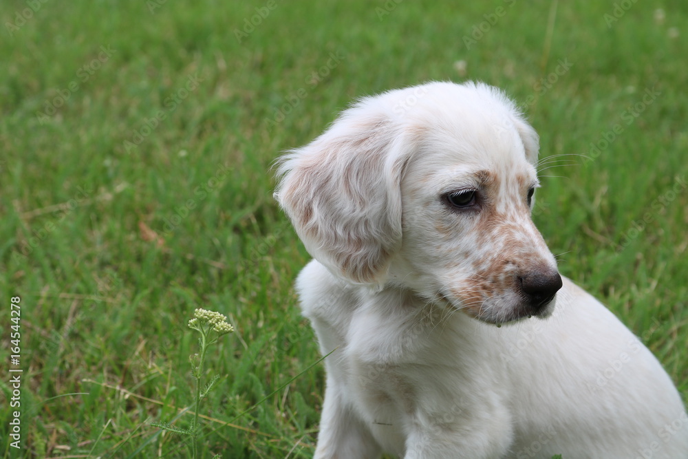 setter bébé setter bébé