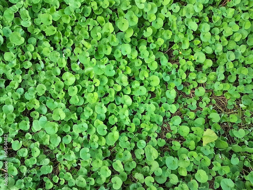 beautiful green Dichondra repens grass  photo