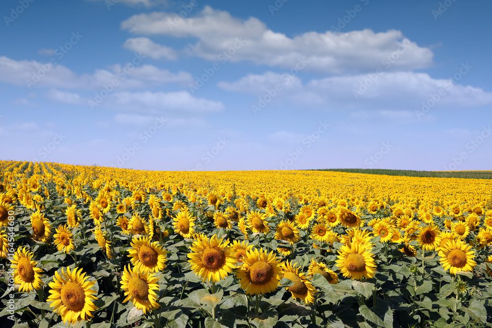 Obraz premium Sunflower field agriculture summer season