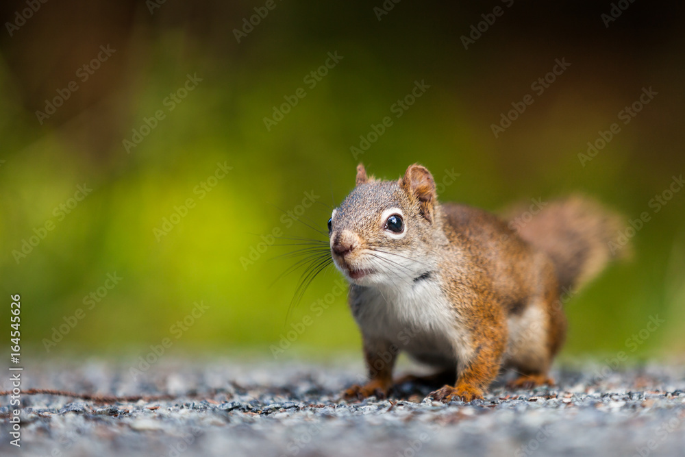 Close-up of a Red Squirrel on the ground. Close-up of a Red Squirrel on the ground.