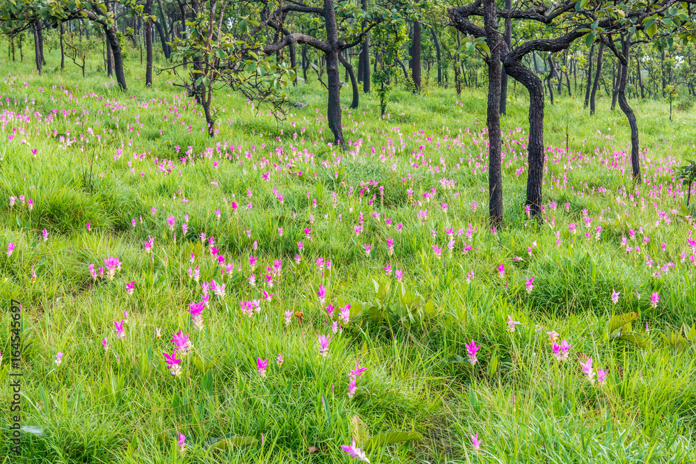 Natural landscape field of Curcuma sessilis flowers . They are at Asian tropical savanna forest in Thailand. Natural landscape field of Curcuma sessilis flowers . They are at Asian tropical savanna forest in Thailand.