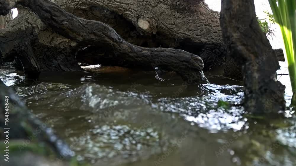 At high tide the waves beat against the roots of the trees At high tide the waves beat against the roots of the trees