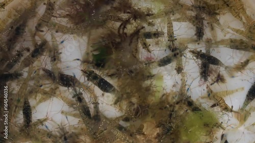 Shrimps (Palaemon elegance) close-up  from the Black Sea, Bulgaria photo