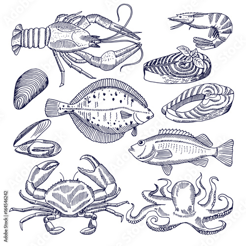 Vector illustrations of sea food for restaurant gourmet kitchen. Oysters, lobsters and fishes. Pictures for design menu