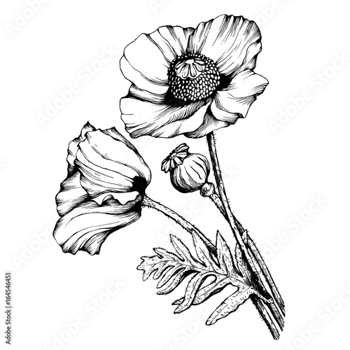 Graphic the branch poppies flowers with a bud (Papaver somniferum, the opium poppy). Black and white outline illustration hand drawn painting. Isolated on white background. photo