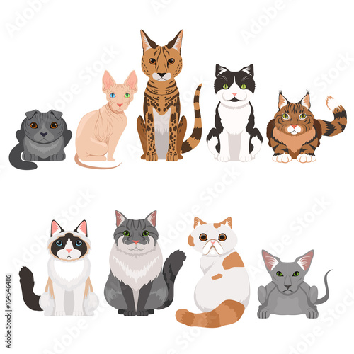 Vector illustrations set of many different kittens. Cats characters in cartoon style © ONYXprj
