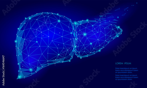 Treatment regeneration decay Human Liver Internal Organ Triangle Low Poly. Connected dots blue color technology 3d model medicine healthy body part vector illustration