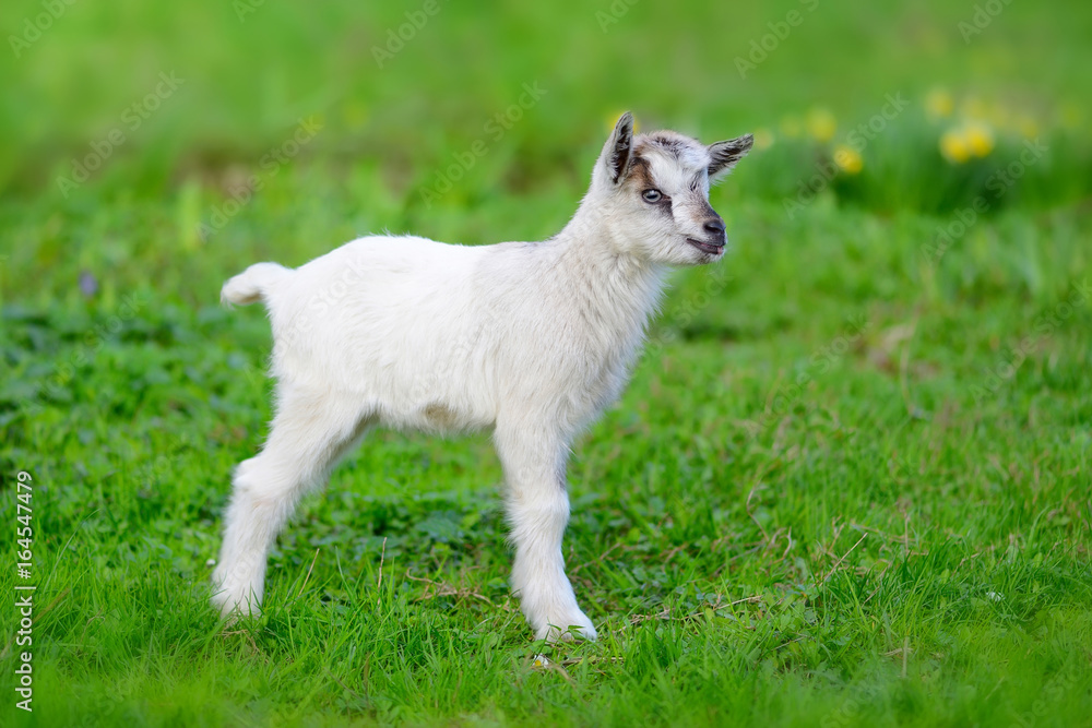 White baby goat standing on green lawn White baby goat standing on green lawn