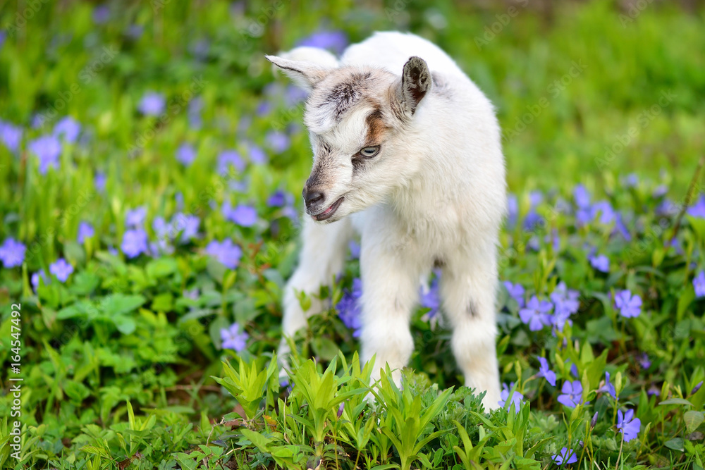 Obraz premium White baby goat standing on green lawn with flowers periwinkle (Vinca major)