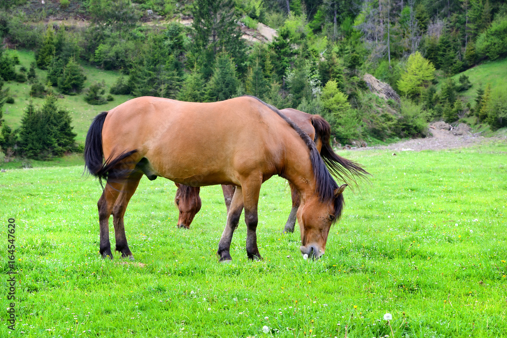Horses is grazed on a summer green meadow