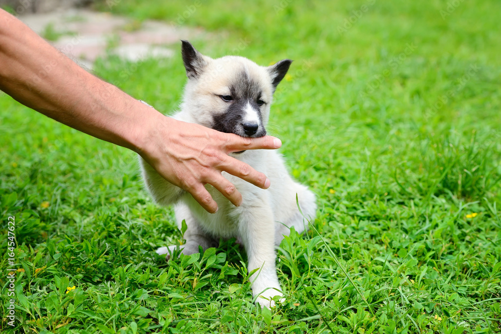 A beautiful Siberian Laika puppy playfully gnaws his hand A beautiful Siberian Laika puppy playfully gnaws his hand