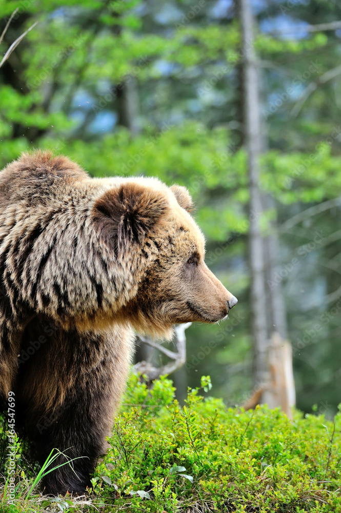 European brown bear in a forest landscape at summer. Big brown bear in forest. European brown bear in a forest landscape at summer. Big brown bear in forest.