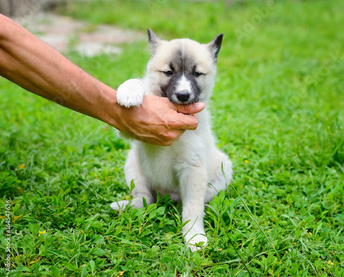 A beautiful Siberian Laika puppy playfully gnaws his hand