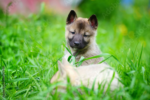 Two lovely charming puppies of Laika breed is sitting on green grass