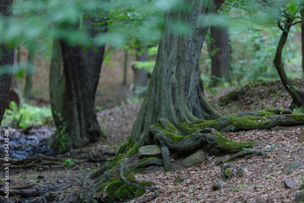 Waldstück Waldstück