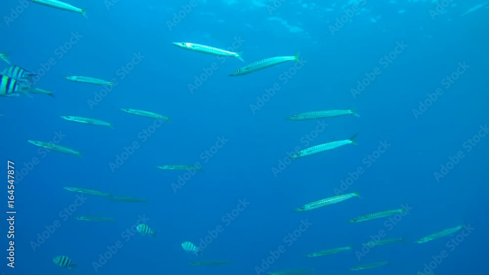 School of barracuda swims on a blue water background - Abu Dabbab, Marsa Alam, Red Sea, Egypt, Africa
School of barracuda swims on a blue water background - Abu Dabbab, Marsa Alam, Red Sea, Egypt, Africa