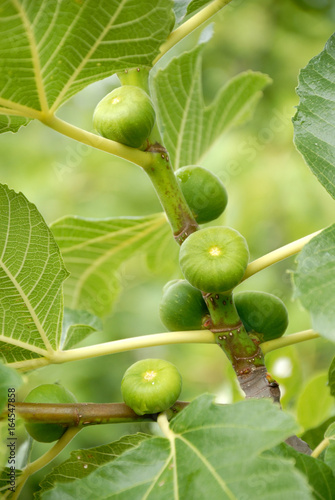 Fig branch with fruit and leaves.