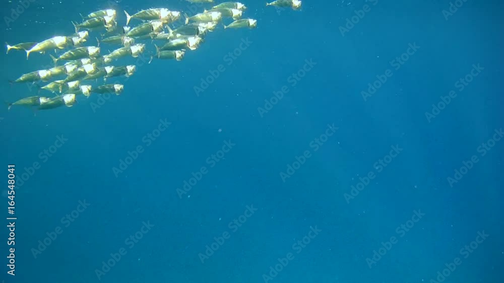 School of Mackerel feeds near the surface of the water - Abu Dabab, Marsa Alam, Red Sea, Egypt, Africa
School of Mackerel feeds near the surface of the water - Abu Dabab, Marsa Alam, Red Sea, Egypt, Africa