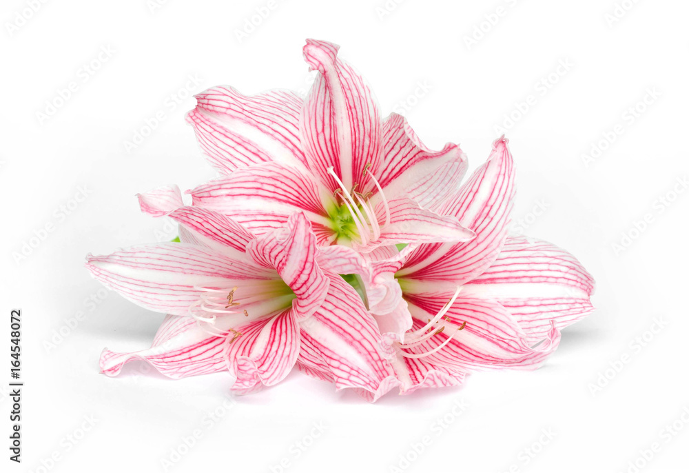  amaryllis flower isolate on white background