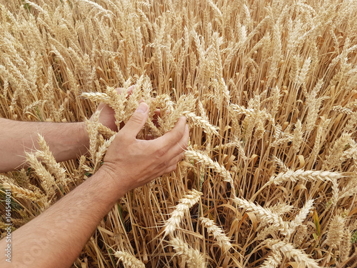 Wheat ears in the farmer's hands against the background of the field. Harvesting of barley and cereals. Agricultural theme. Hands with ears.