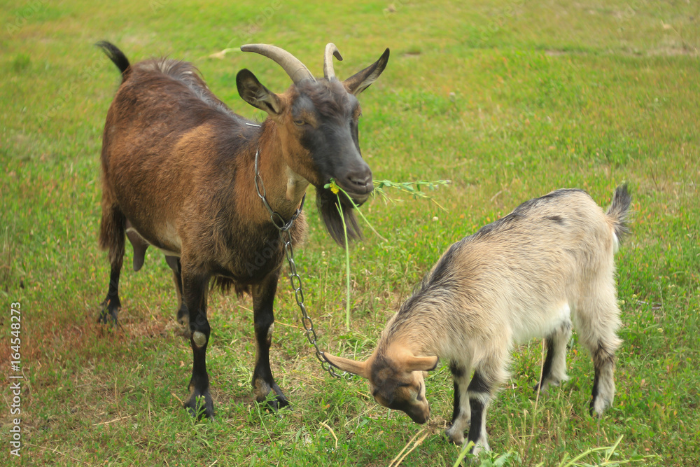 Large black horned goat and little gray goat grazing on a green lawn Large black horned goat and little gray goat grazing on a green lawn