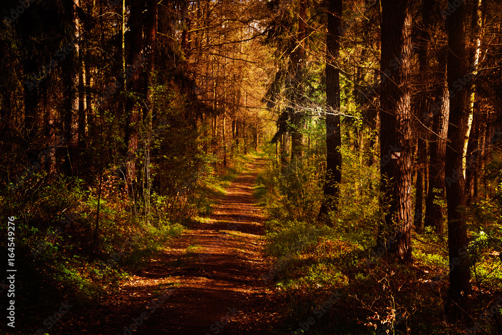 Obraz premium Ścieżka leśna