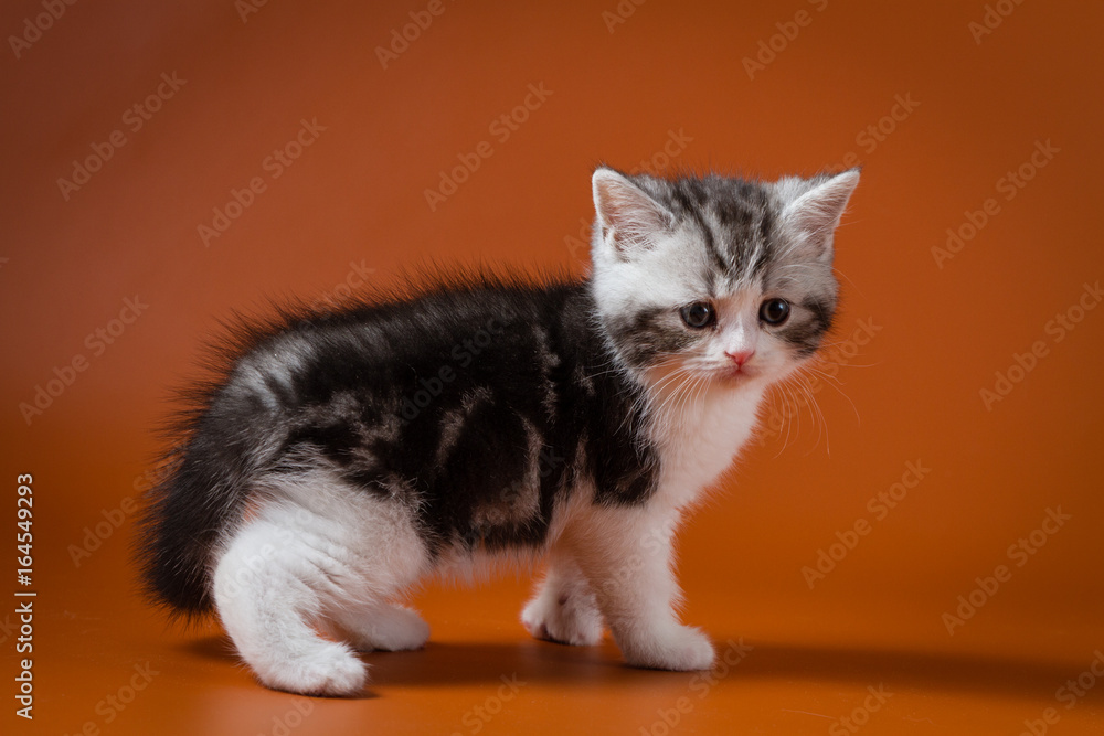 Scottish Straight bi-colour tabby kitten staying four legs against a orange background, one month old. 