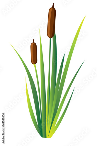 Swamp canes Water Reed Plant Cattails Green Leaf Grass Environment Swamp, Lake and River. Vector illustration Web site page and mobile app design