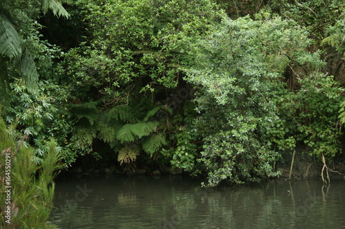 Bush and pond