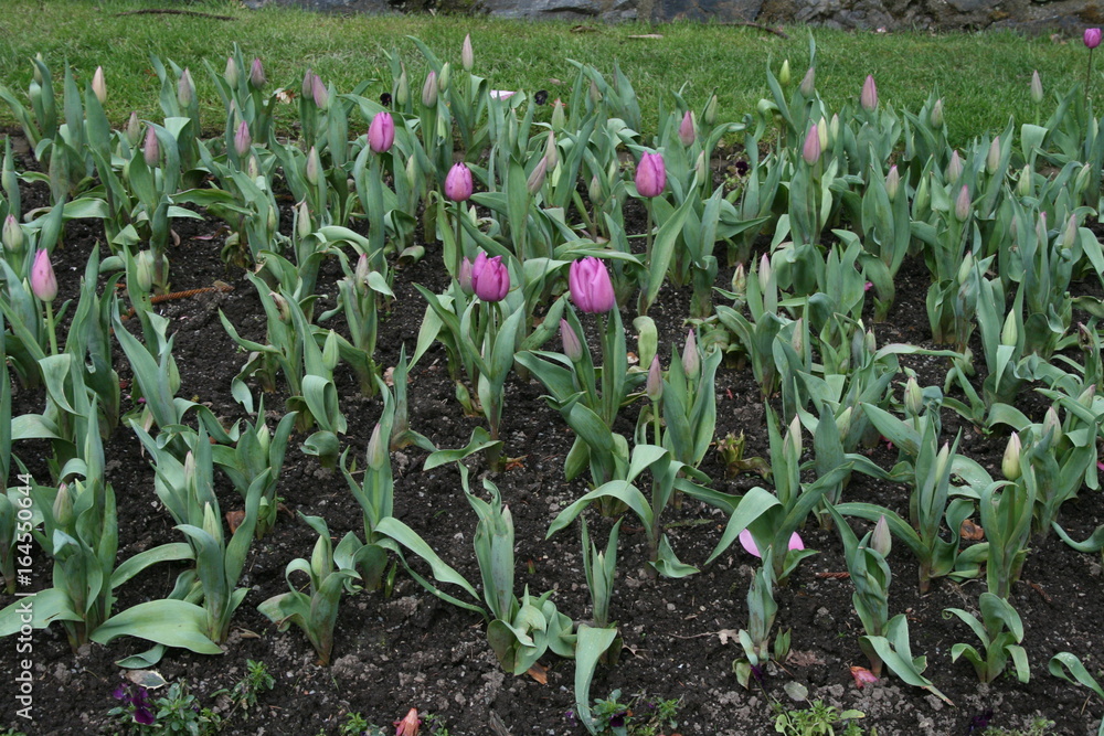 Fototapeta premium Tulip bed