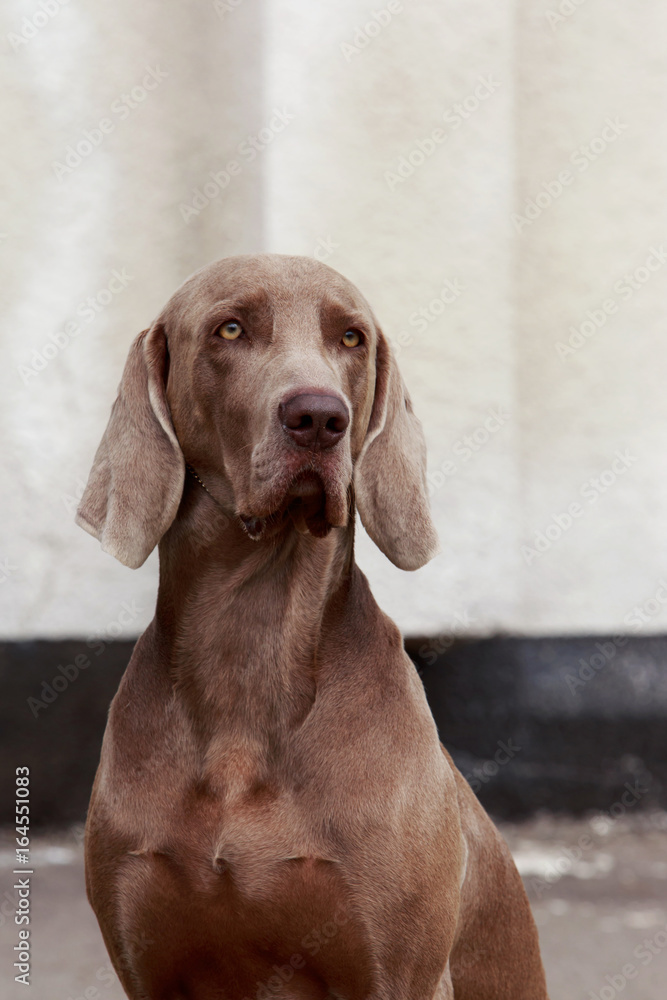 Fototapeta premium breed dog Weimaraner