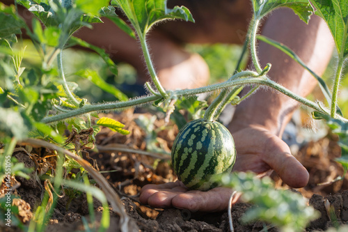 Closeup of growing small green striped watermelon in farmer's hand