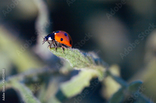 Macro of ladybug on a plant