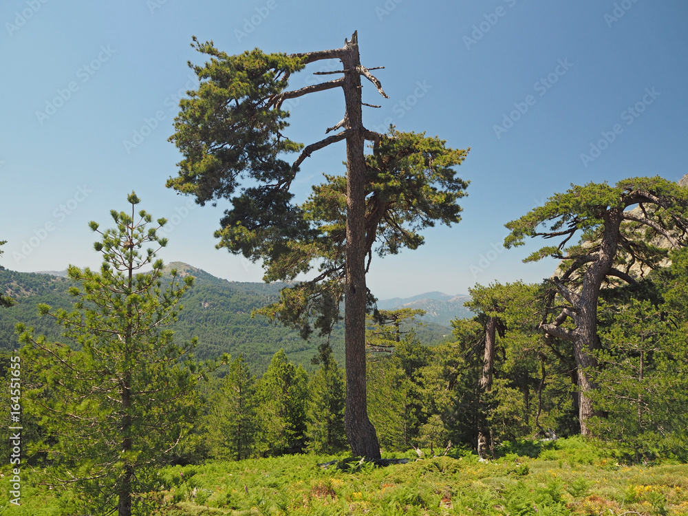 Fototapeta premium big broken gree pine with grassy mountain and a blue sky