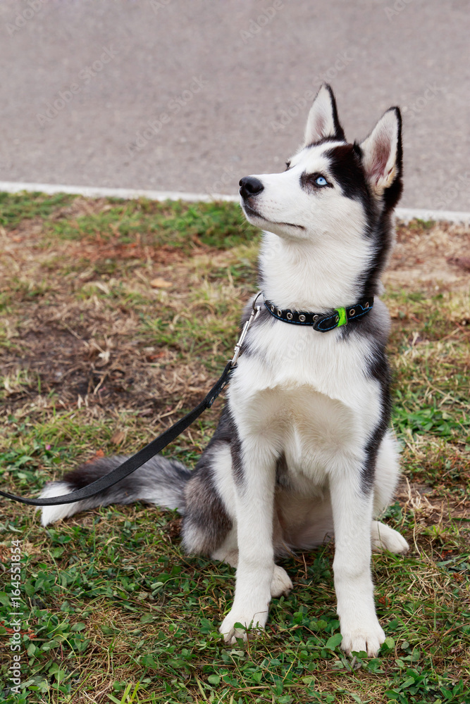 Dog breed Siberian husky Dog breed Siberian husky